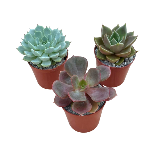 Mixed Echeveria Bundle