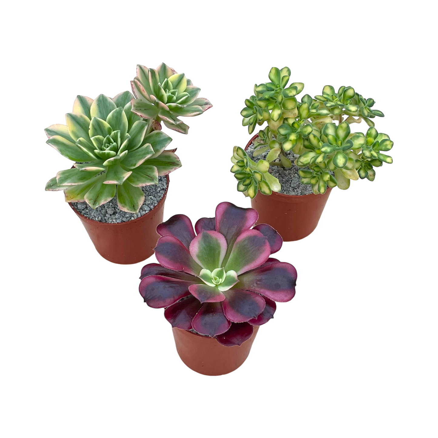 Variegated Aeonium Bundle