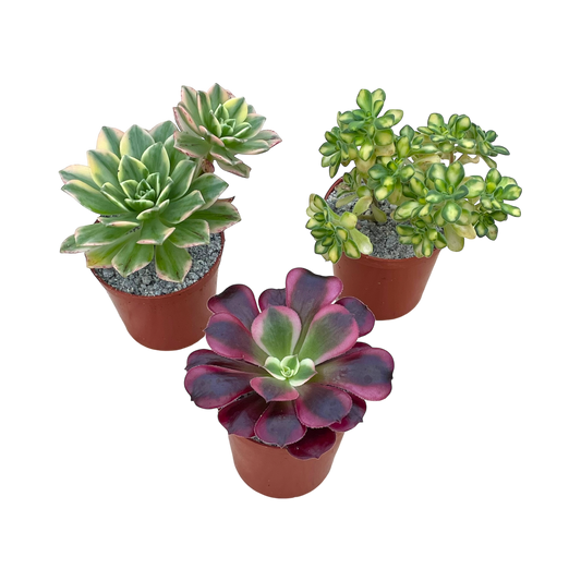 Variegated Aeonium Bundle