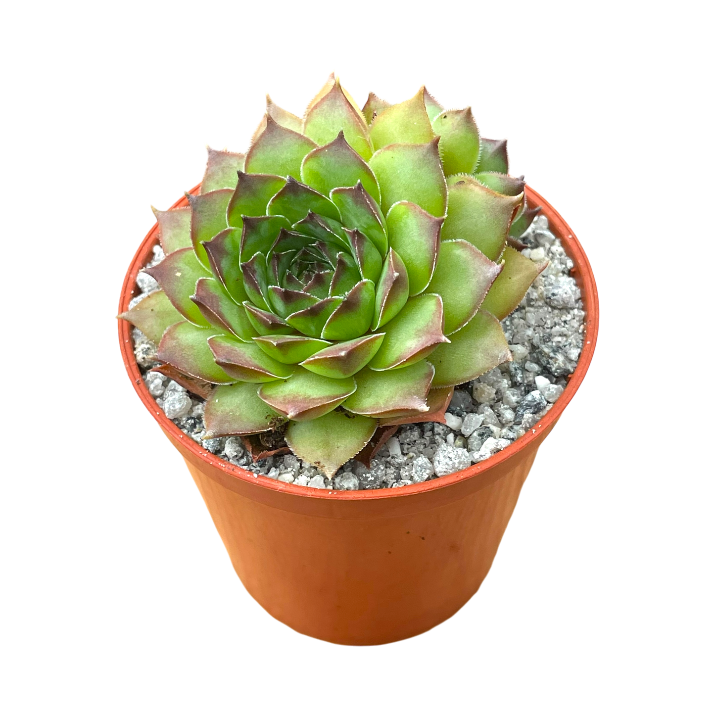 Sempervivum 'Purdy's 50-6'