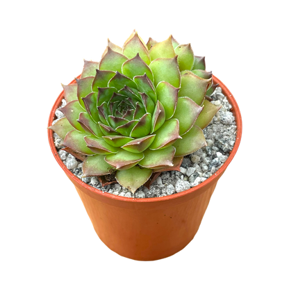 Sempervivum 'Purdy's 50-6'