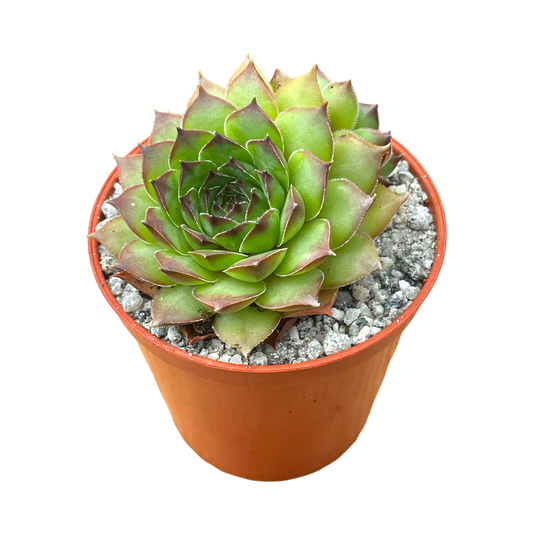 Sempervivum 'Purdy's 50-6'