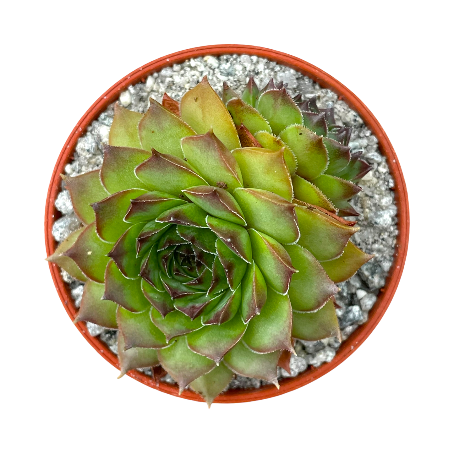 Sempervivum 'Purdy's 50-6'