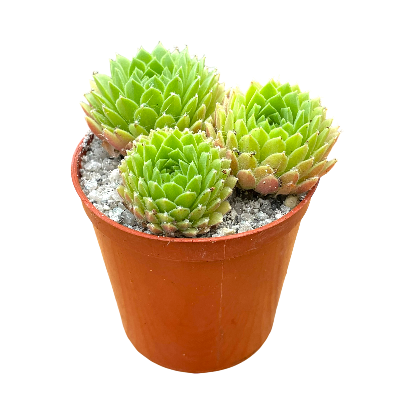 Sempervivum arachnoideum 'Alpha'