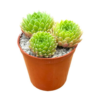 Sempervivum arachnoideum 'Alpha'