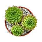 Sempervivum arachnoideum 'Alpha'