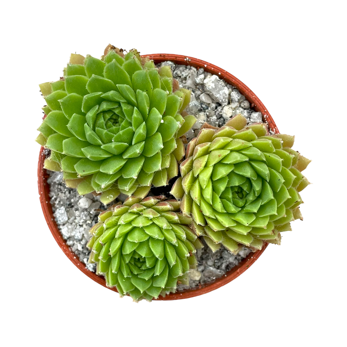 Sempervivum arachnoideum 'Alpha'