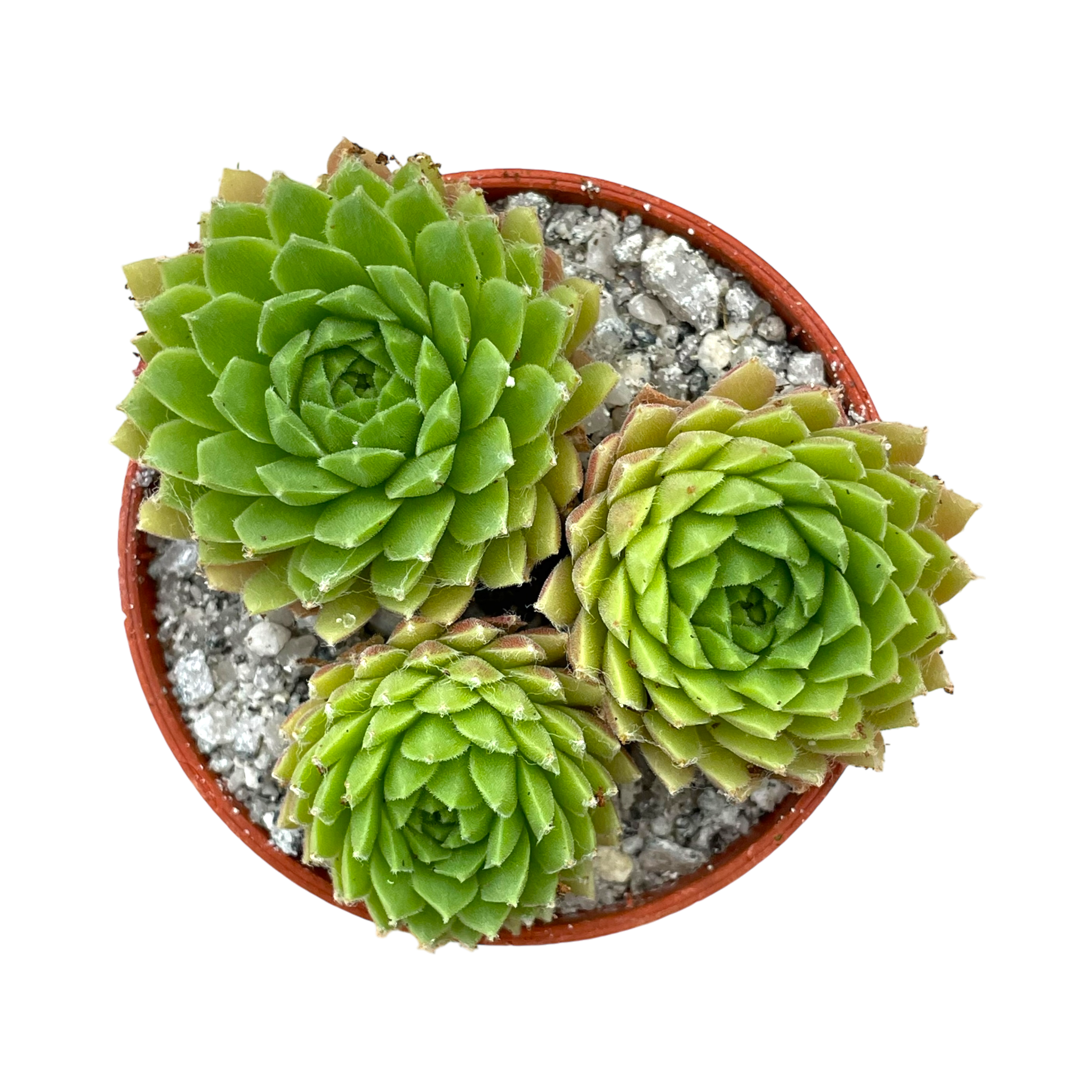 Sempervivum arachnoideum 'Alpha'