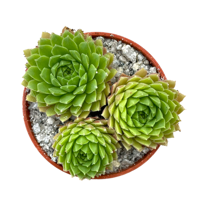 Sempervivum arachnoideum 'Alpha'