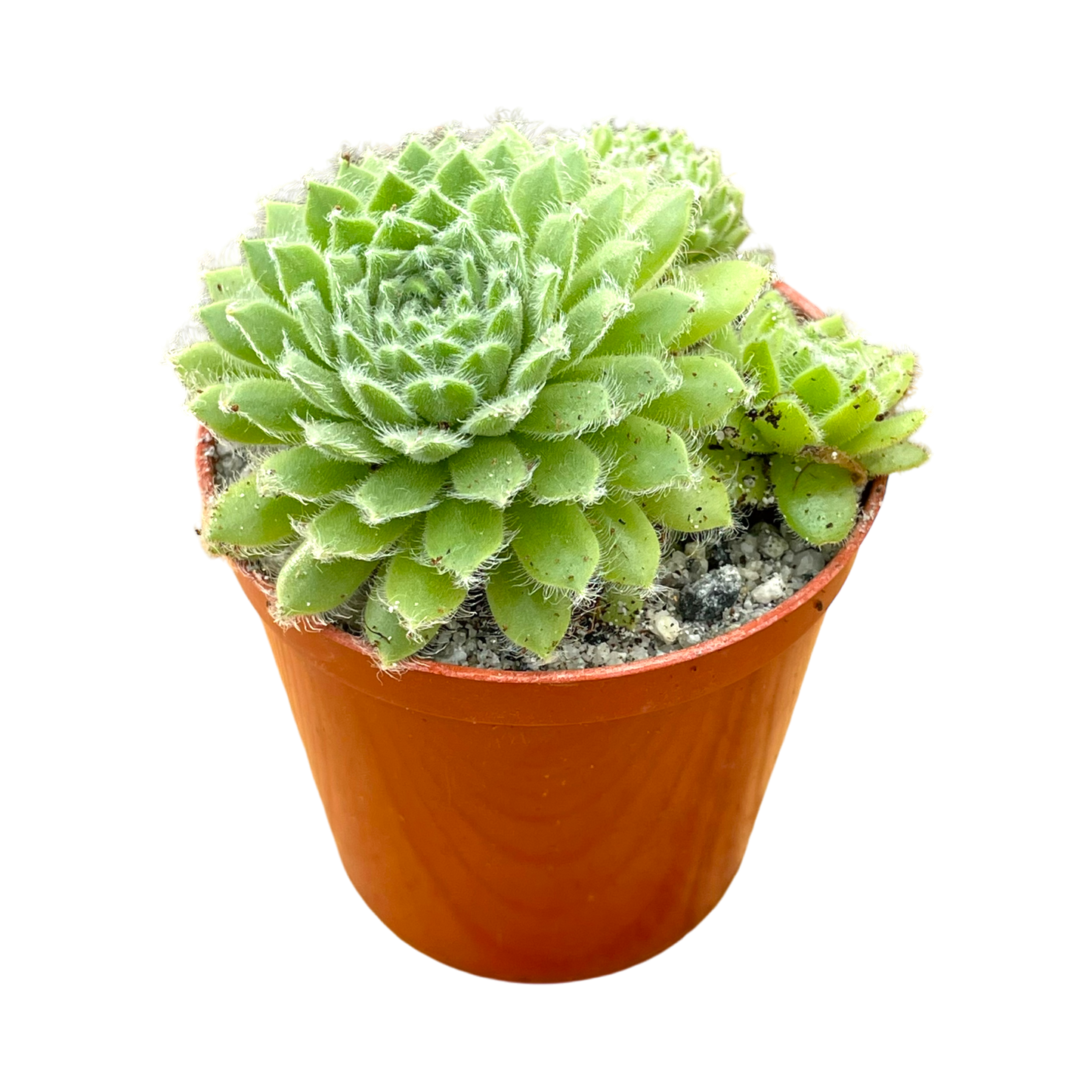 Sempervivum 'Green Ice'