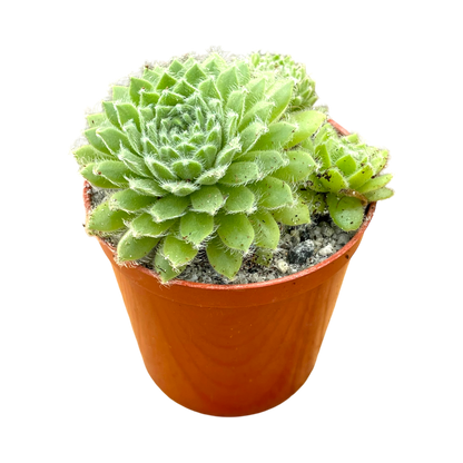 Sempervivum 'Green Ice'