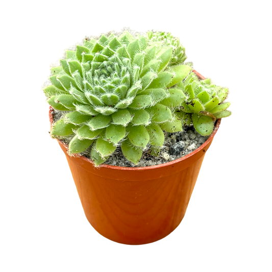 Sempervivum 'Green Ice'