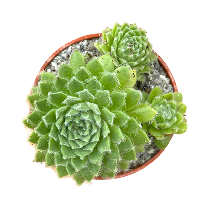 Sempervivum 'Green Ice'