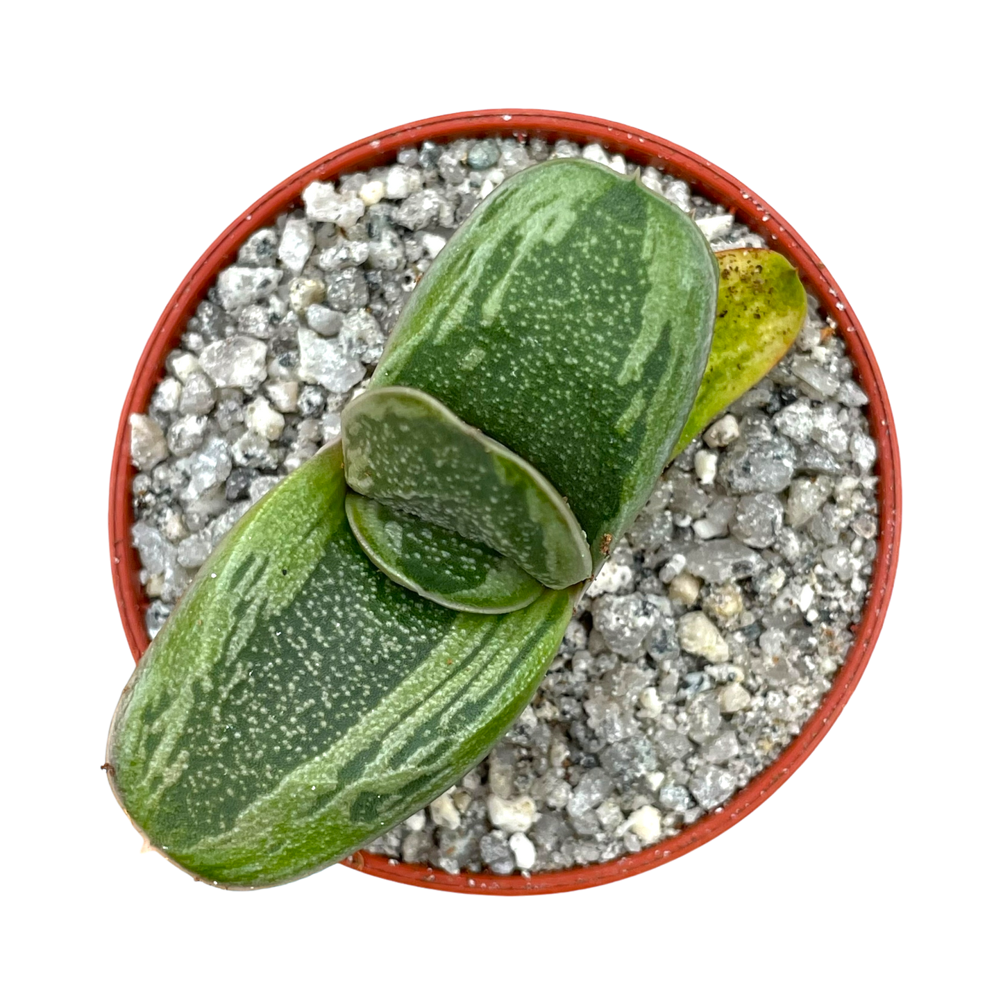 Gasteria 'Rumplestiltskin'