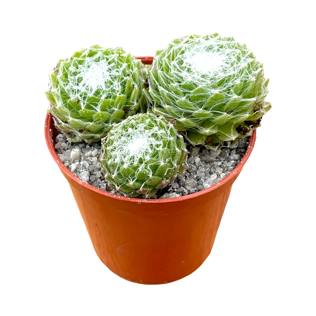 succulent with webbing Sempervivum arachnoideum – Surreal Succulents