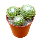 Sempervivum arachnoideum