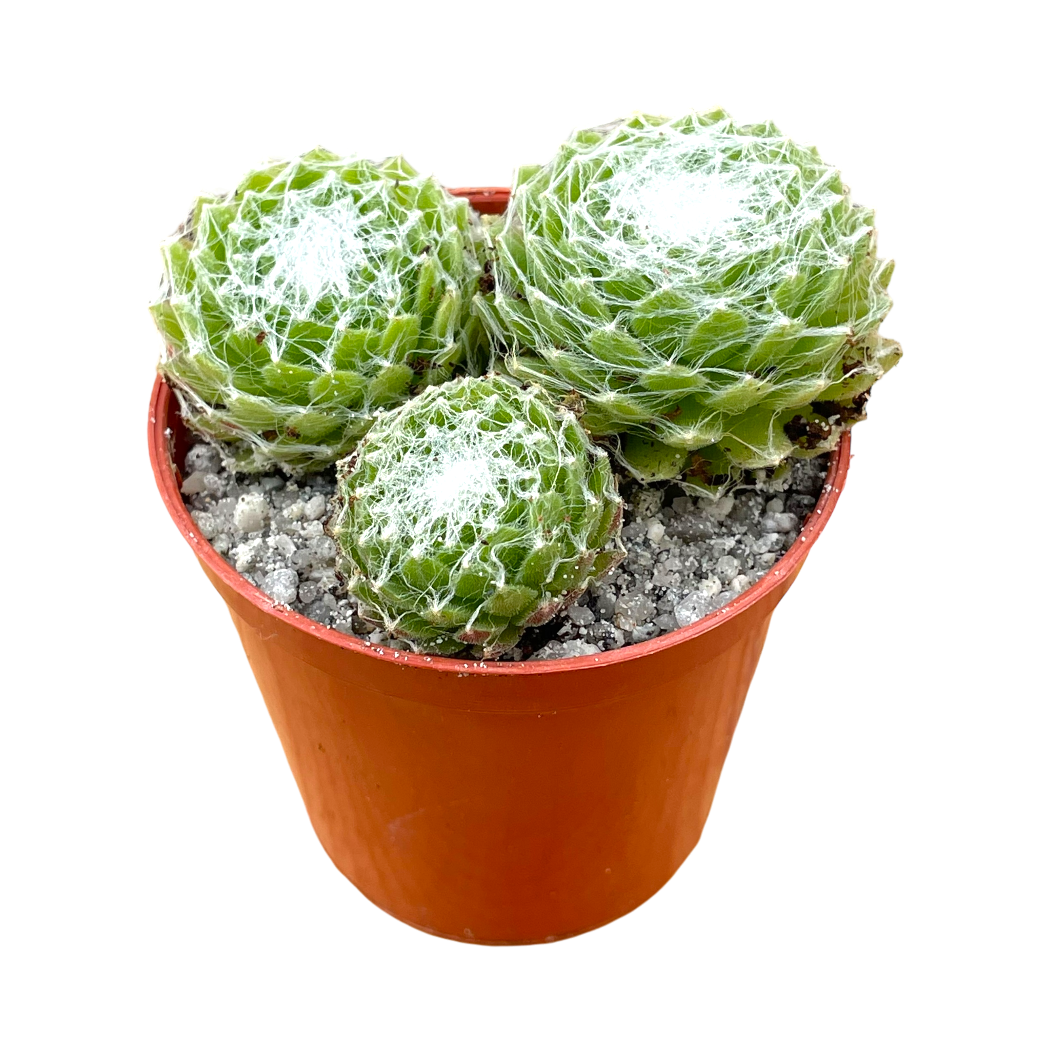 Sempervivum arachnoideum