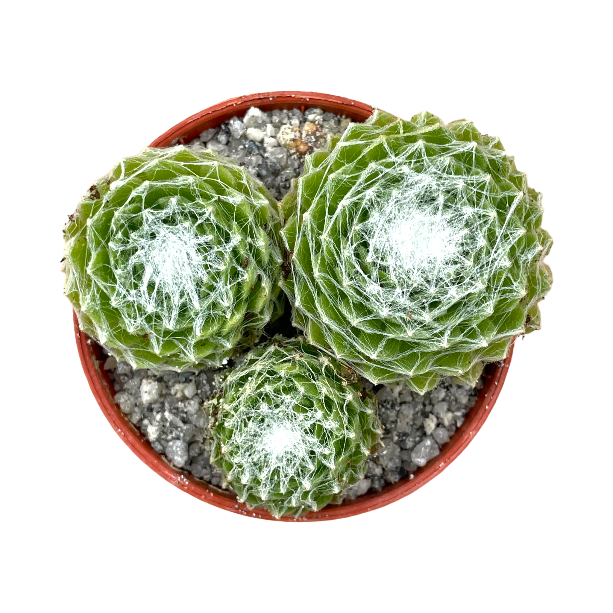 センペルビウム・アラキノイデウム – Surreal Succulents センペルビウム・アラキノイデウム – Surreal Succulents