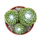 Sempervivum arachnoideum