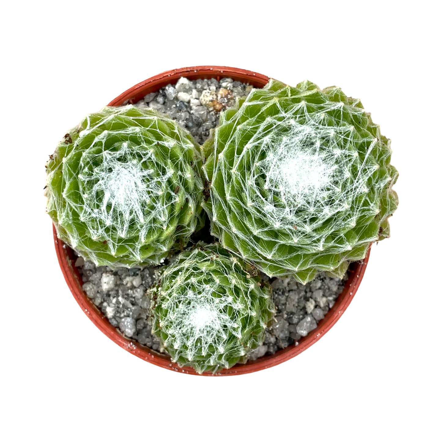 Sempervivum arachnoideum