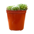 Sempervivum arachnoideum