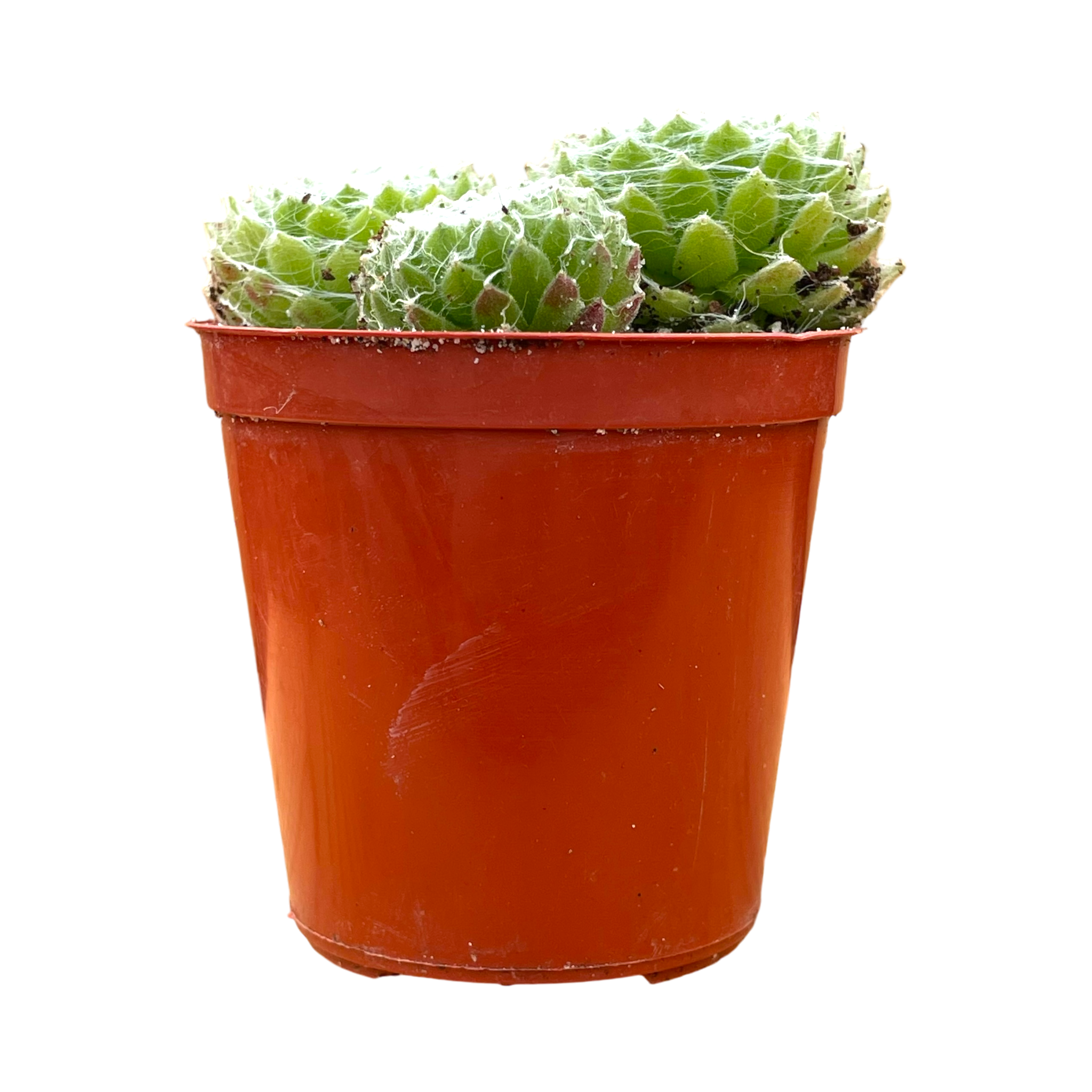 Sempervivum arachnoideum