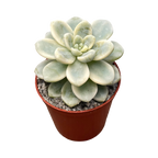Sedum clavatum f. variegata