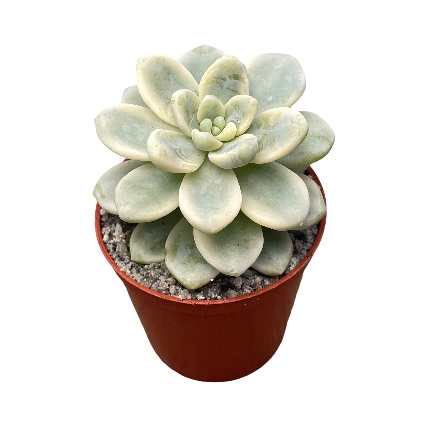 Sedum clavatum f. variegata