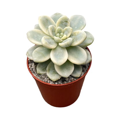 Sedum clavatum f. variegata