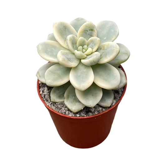 Sedum clavatum f. variegata