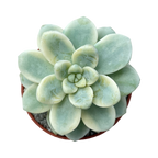 Sedum clavatum f. variegata