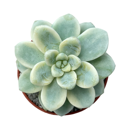 Sedum clavatum f. variegata