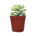 Sedum clavatum f. variegata