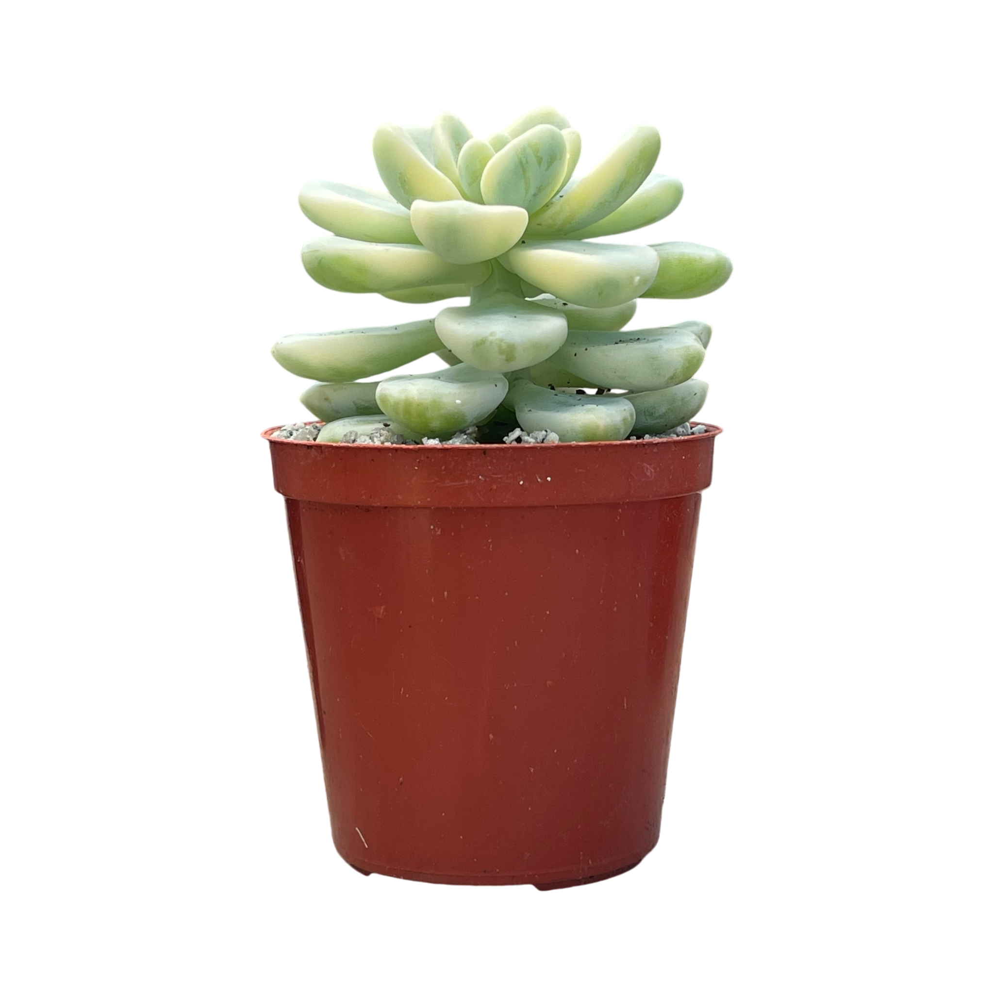 Sedum clavatum f. variegata