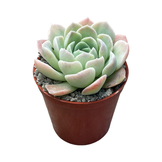 Echeveria 'Big Blue'