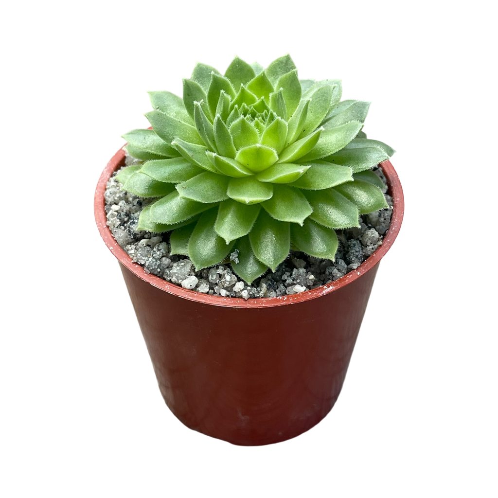 Sempervivum 'Petsy'