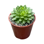 Sempervivum 'Petsy'