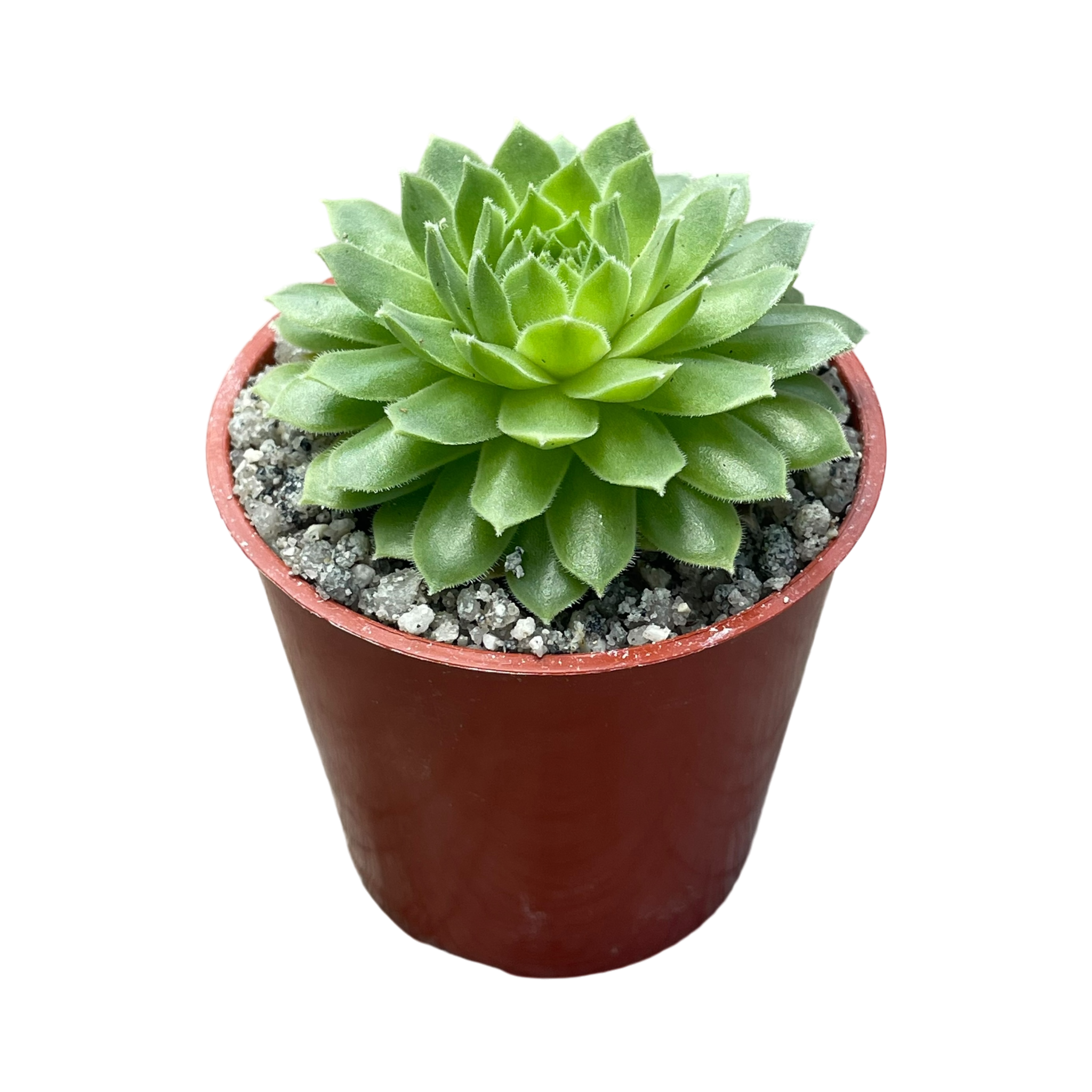 Sempervivum 'Petsy'