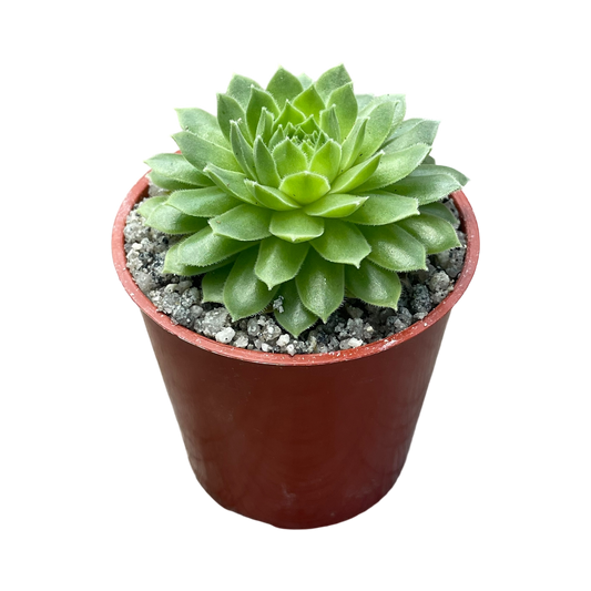 Sempervivum 'Petsy'