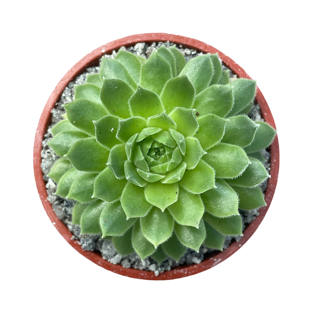 Sempervivum 'Petsy'