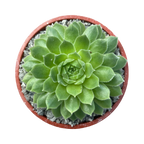 Sempervivum 'Petsy'