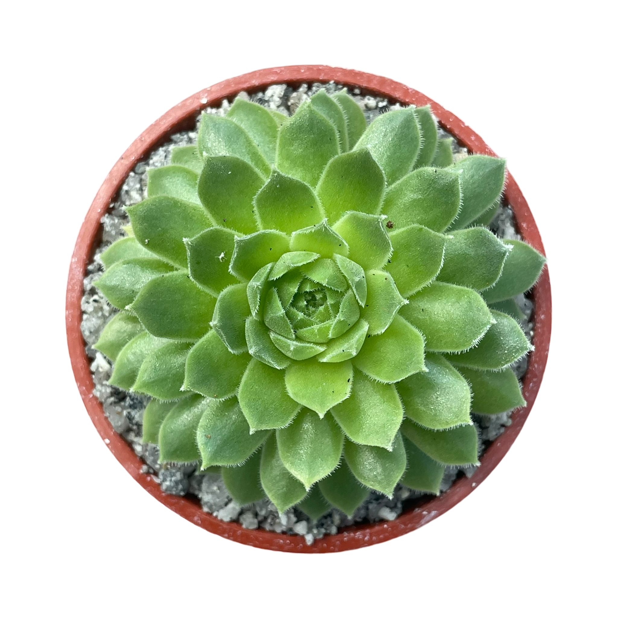 Sempervivum 'Petsy'