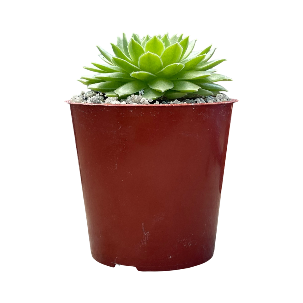 Sempervivum 'Petsy'