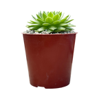 Sempervivum 'Petsy'