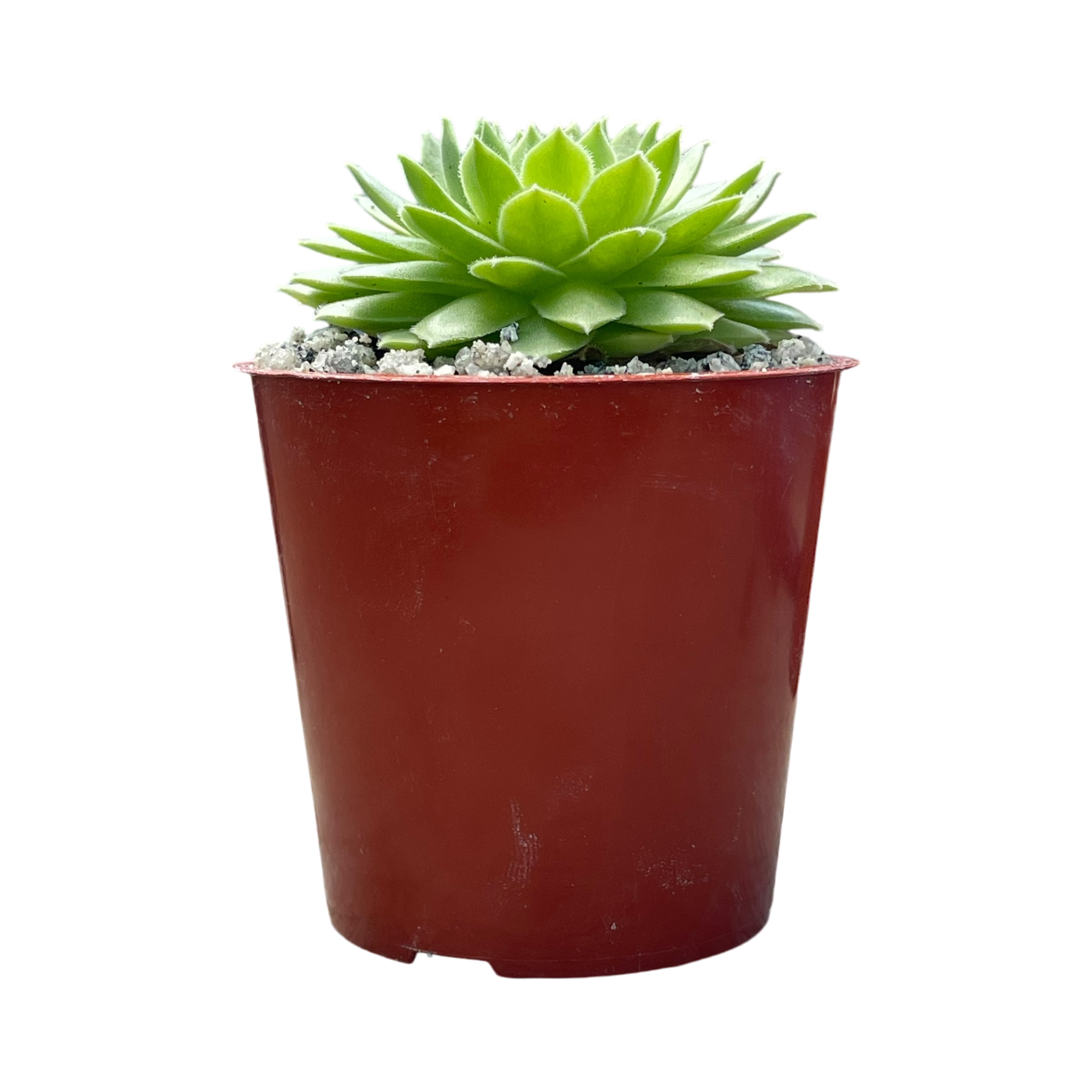 Sempervivum 'Petsy'