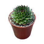 Sempervivum 'Reinhardt'