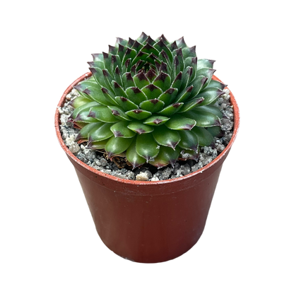 Sempervivum 'Reinhardt'