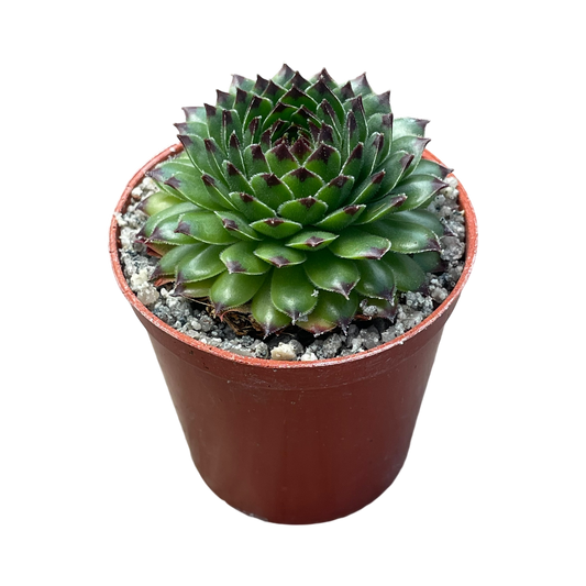 Sempervivum 'Reinhardt'