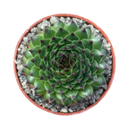 Sempervivum 'Reinhardt'