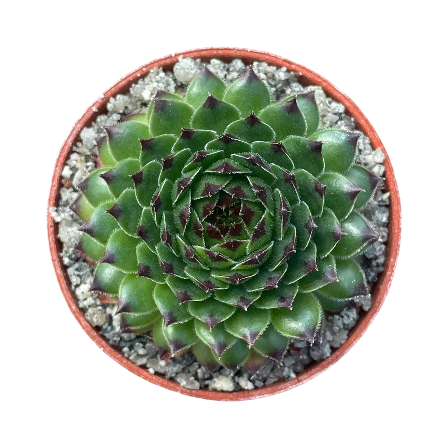 Sempervivum 'Reinhardt'